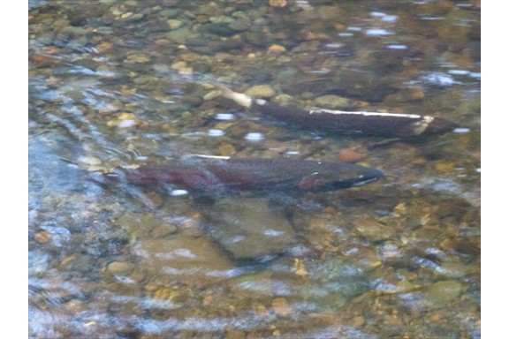 Salmon spawning upstream