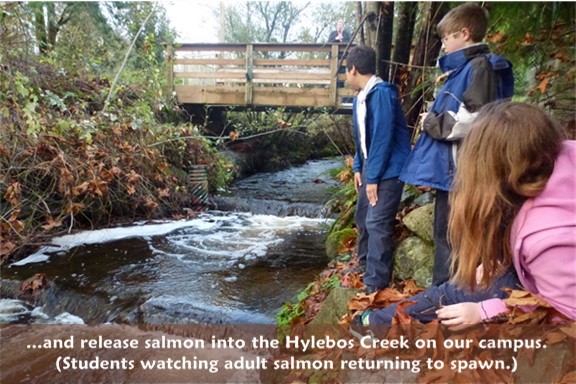 Ecology: we release salmon into the Hylebos creek