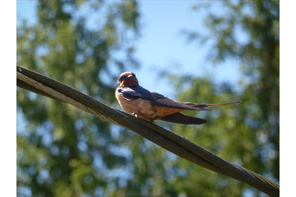 Wild life on our campus: Barn Swallow