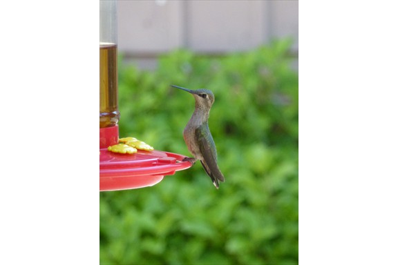 Wild life on our campus: Hummingbird