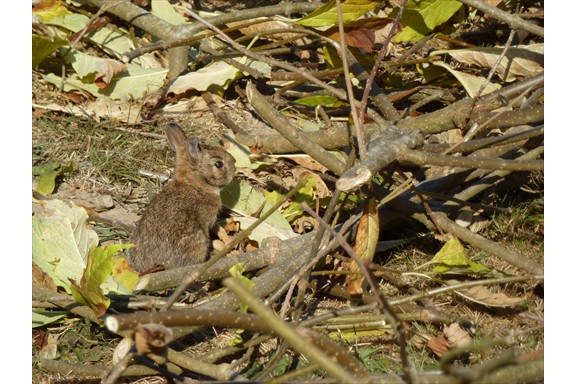 Wild life on our campus: Rabbit