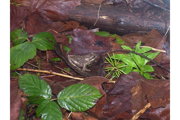 Wild life on our campus: Frog camouflaged