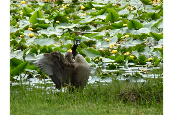 Wild life on our campus: Canadian Goose