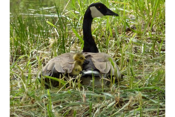 Wild life on our campus: Canadian Goose and Goslings