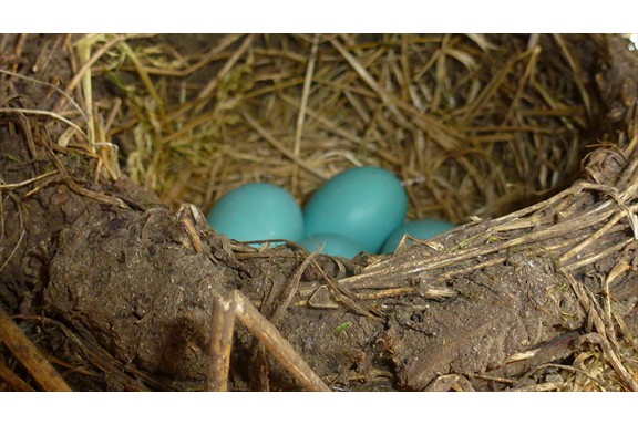 Wild life on our campus: Robin's Eggs