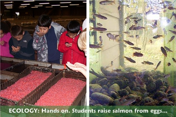 Ecology: we raise salmon from eggs