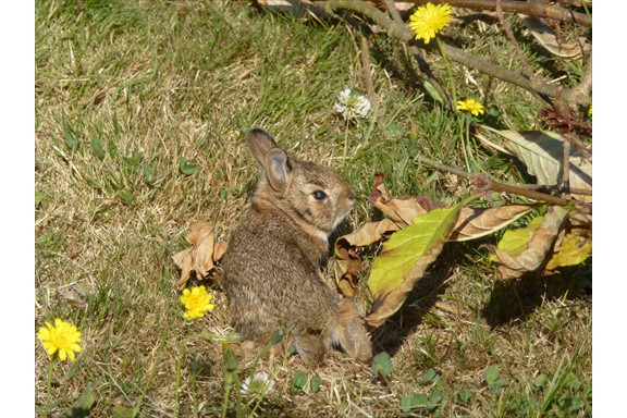Wild life on our campus: Rabbit