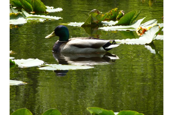 Wild life on our campus: Mallard Duck