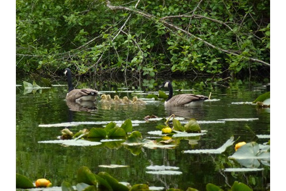 Wild life on our campus: Canadian Goose, Gander, and Goslings